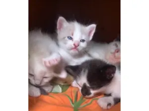Gato raça SRD-ViraLata idade Abaixo de 2 meses nome Miria costa