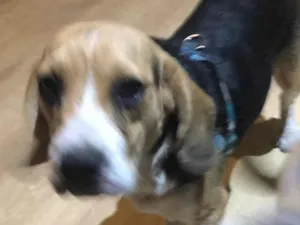 Cachorro raça SRD-ViraLata idade 2 anos nome Paçoca e Cookie