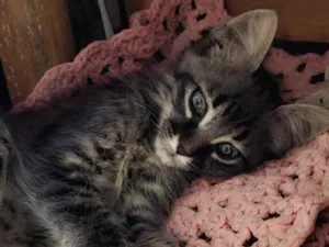 Gato raça SRD-ViraLata idade 2 a 6 meses nome Sem nome