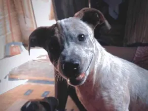 Cachorro raça SRD-ViraLata idade 7 a 11 meses nome Zeus