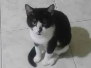 Gato raça SRD-ViraLata idade 1 ano nome Gata para adoção - Aitana