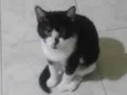 Gata para adoção - Aitana