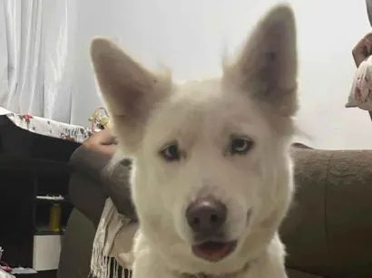 Cachorro raça SRD-ViraLata idade 1 ano nome Não sei o nome