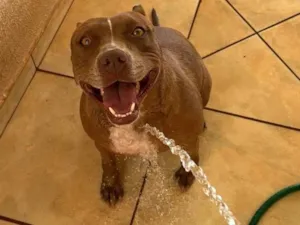 Cachorro raça Pit-Bull idade 2 anos nome Pandora