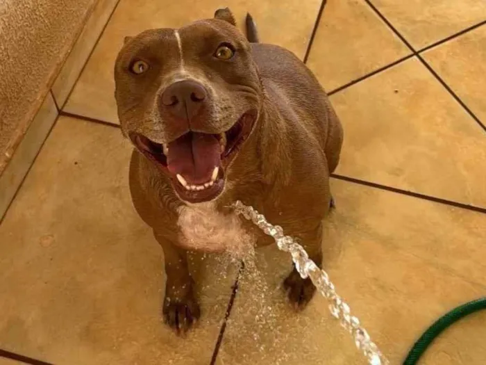 Cachorro ra a Pit-Bull idade 2 anos nome Pandora