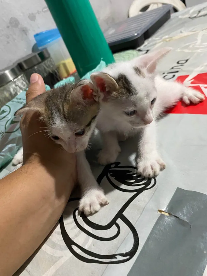 Gato ra a SRD-ViraLata idade 2 a 6 meses nome Sem nome 