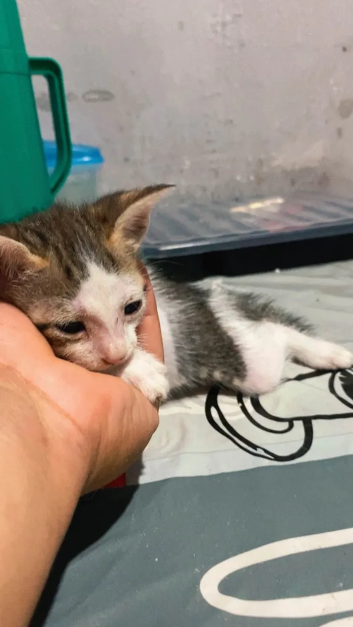Gato ra a SRD-ViraLata idade 2 a 6 meses nome Sem nome 