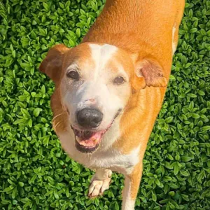 Cachorro raça SRD-ViraLata idade 6 ou mais anos nome Celso