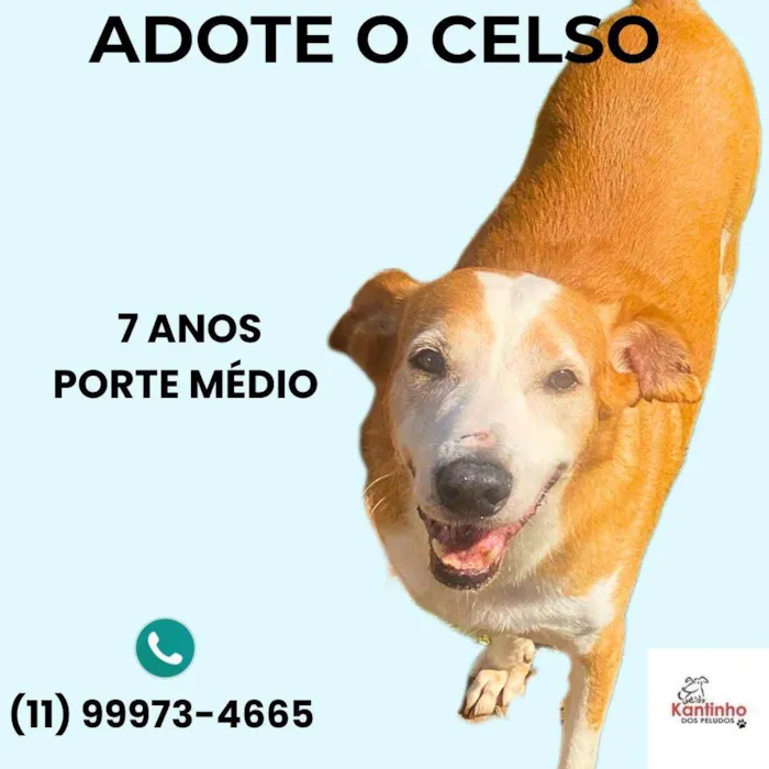 Cachorro ra a SRD-ViraLata idade 6 ou mais anos nome Celso