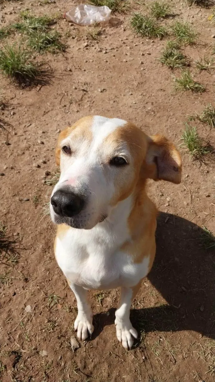 Cachorro ra a SRD-ViraLata idade 6 ou mais anos nome Celso