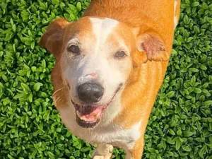 Cachorro raça SRD-ViraLata idade 6 ou mais anos nome Celso
