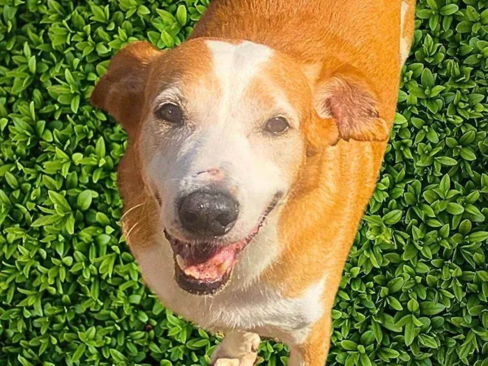 Cachorro ra a SRD-ViraLata idade 6 ou mais anos nome Celso