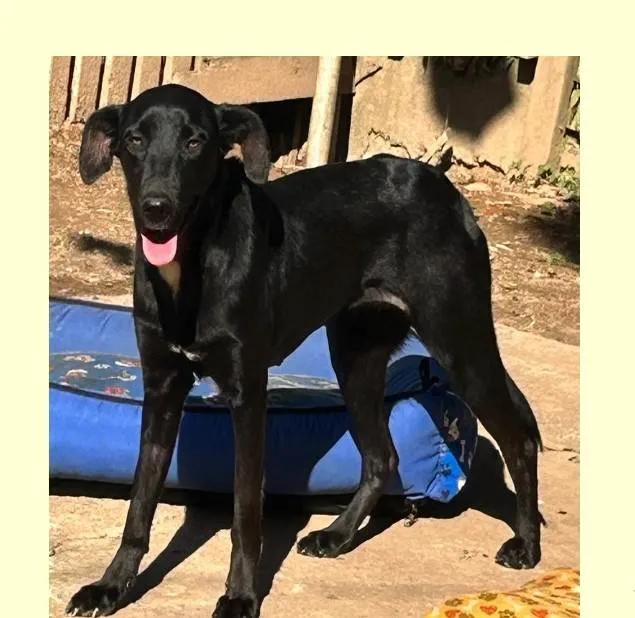Cachorro ra a SRD-ViraLata idade 1 ano nome Alegria
