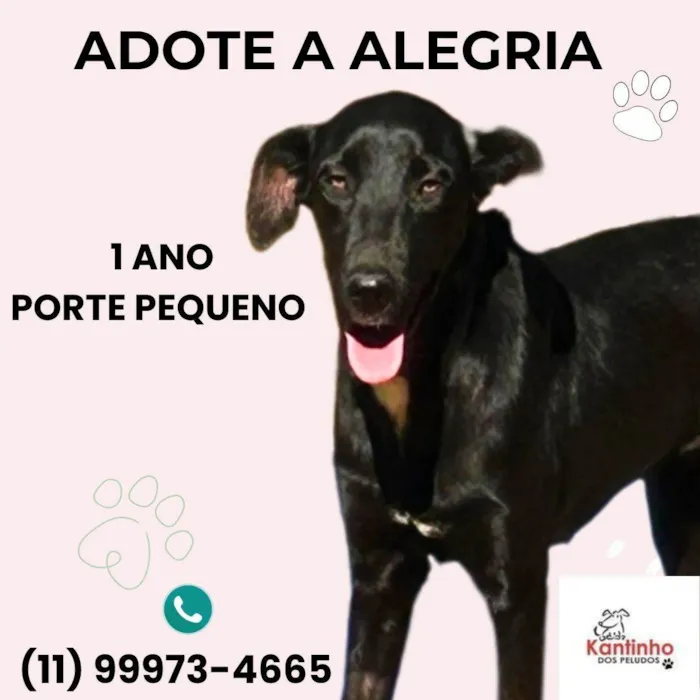 Cachorro ra a SRD-ViraLata idade 1 ano nome Alegria