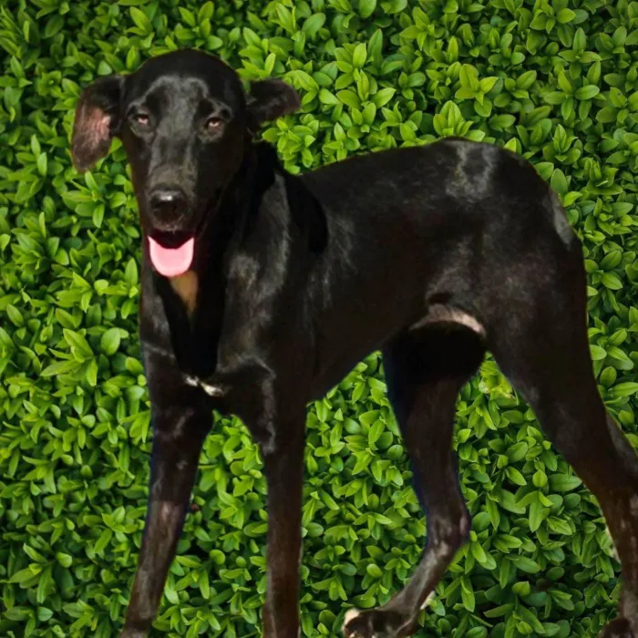 Cachorro ra a SRD-ViraLata idade 1 ano nome Alegria