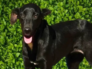 Cachorro raça SRD-ViraLata idade 1 ano nome Alegria