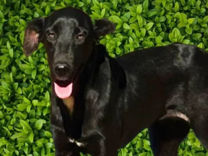 Cachorro raça SRD-ViraLata idade 1 ano nome Alegria