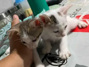 Gato raça SRD-ViraLata idade 2 a 6 meses nome Sem nome 