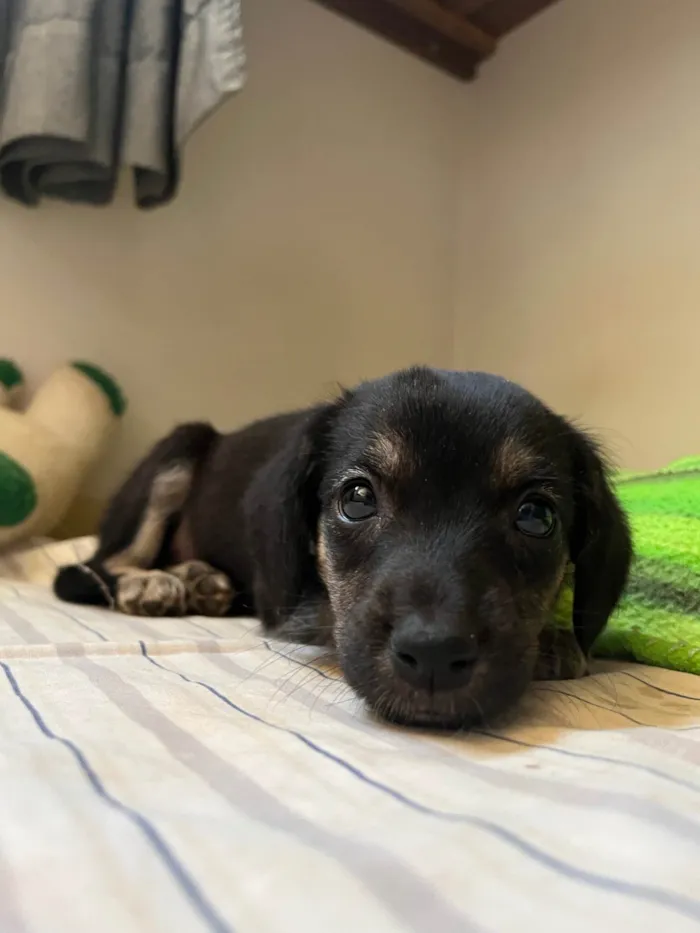 Cachorro ra a SRD-ViraLata idade 2 a 6 meses nome Sem nome 