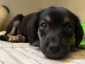 Cachorro raça SRD-ViraLata idade 2 a 6 meses nome Sem nome 