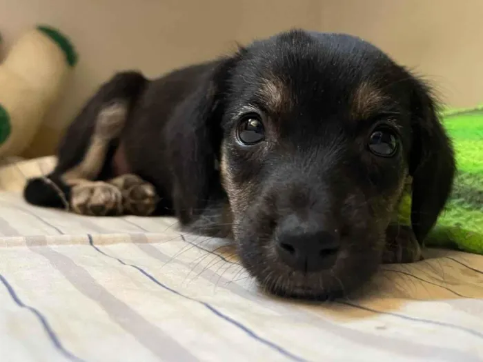 Cachorro ra a SRD-ViraLata idade 2 a 6 meses nome Sem nome 