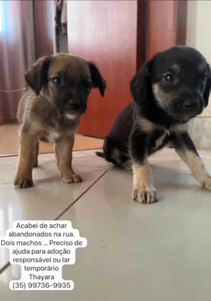 Cachorro raça SRD-ViraLata idade 2 a 6 meses nome Sem nome 
