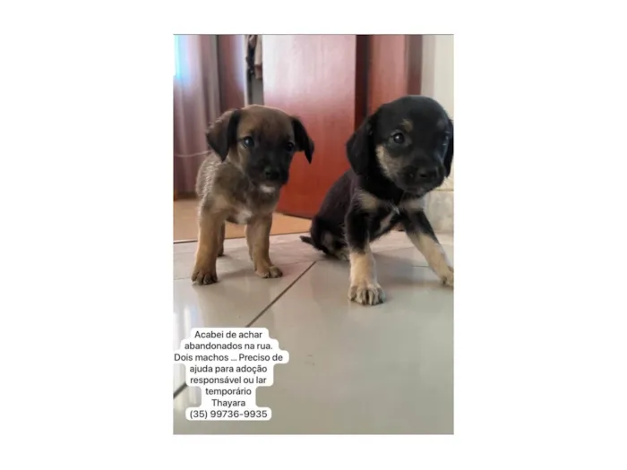 Cachorro ra a SRD-ViraLata idade 2 a 6 meses nome Sem nome 