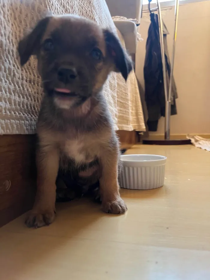 Cachorro ra a SRD-ViraLata idade 2 a 6 meses nome Sem nome 
