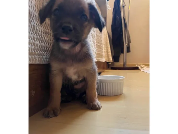 Cachorro ra a SRD-ViraLata idade 2 a 6 meses nome Sem nome 