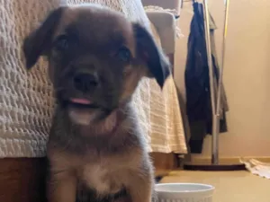 Cachorro raça SRD-ViraLata idade 2 a 6 meses nome Sem nome 