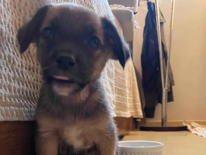 Cachorro ra a SRD-ViraLata idade 2 a 6 meses nome Sem nome 