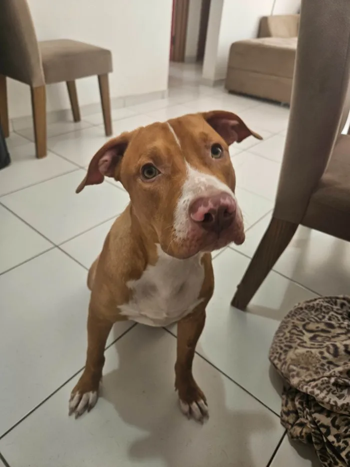 Cachorro ra a Pit-Bull idade 7 a 11 meses nome Iron