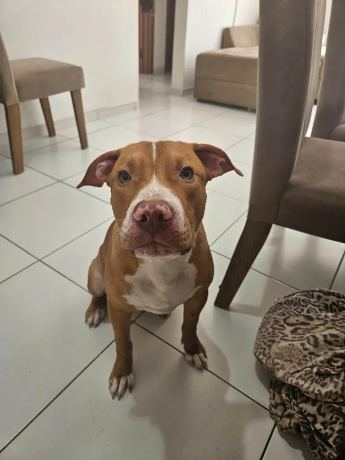 Cachorro ra a Pit-Bull idade 7 a 11 meses nome Iron