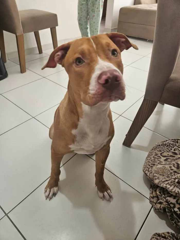 Cachorro ra a Pit-Bull idade 7 a 11 meses nome Iron
