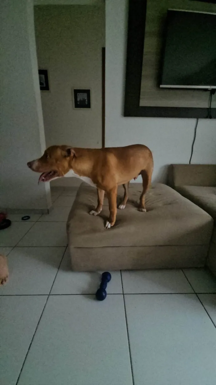 Cachorro ra a Pit-Bull idade 7 a 11 meses nome Iron