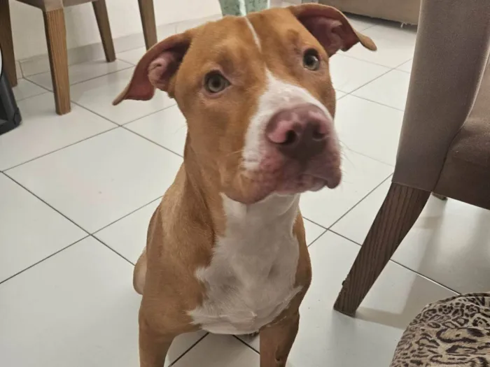 Cachorro ra a Pit-Bull idade 7 a 11 meses nome Iron