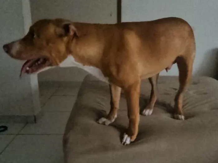 Cachorro ra a Pit-Bull idade 7 a 11 meses nome Iron