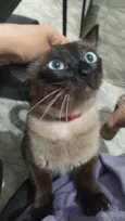 Teco