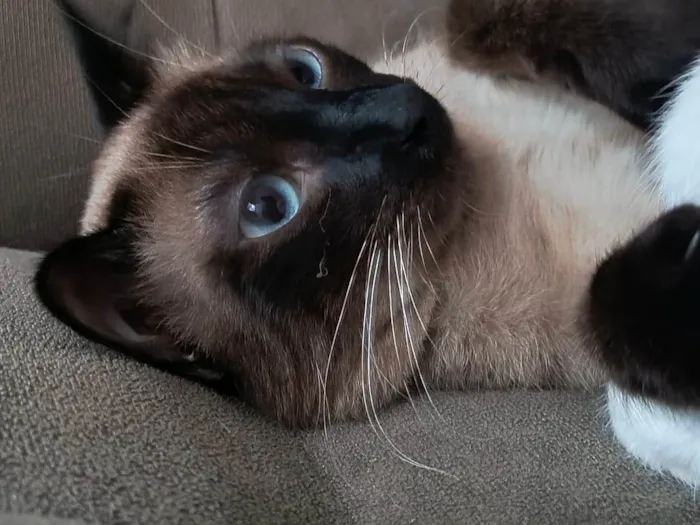 Gato ra a SRD-ViraLata idade 2 anos nome Teco