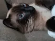 Teco