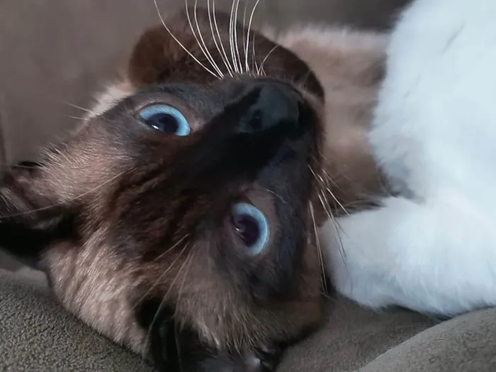 Gato ra a SRD-ViraLata idade 2 anos nome Teco