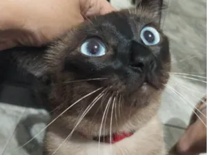 Gato raça SRD-ViraLata idade 2 anos nome Teco