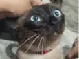 Teco