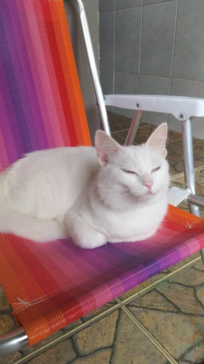 Gato ra a SRD-ViraLata idade 2 anos nome Nuvi