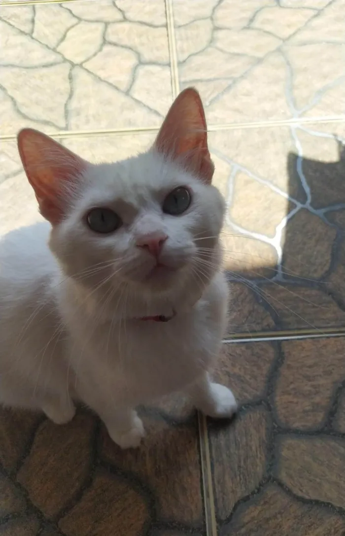 Gato ra a SRD-ViraLata idade 2 anos nome Nuvi