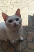 Nuvi
