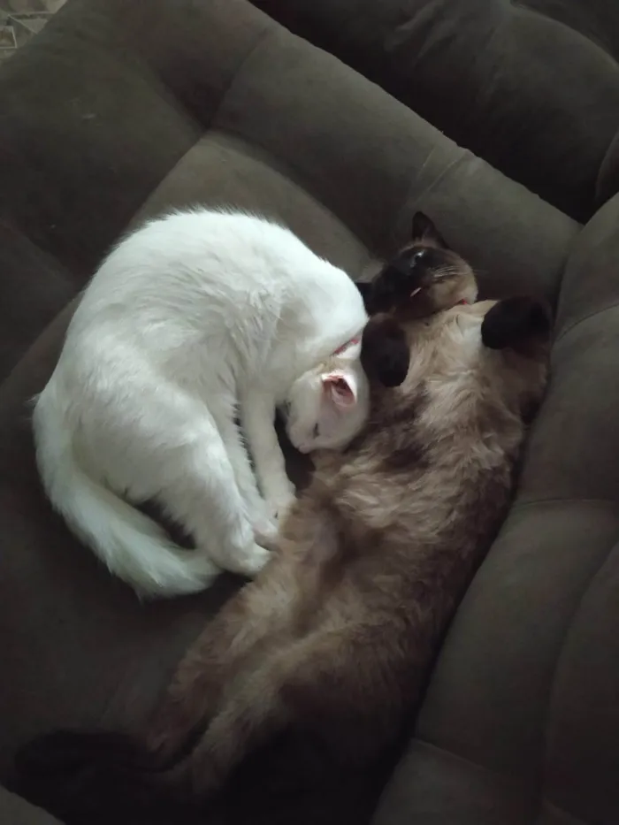 Gato ra a SRD-ViraLata idade 2 anos nome Nuvi