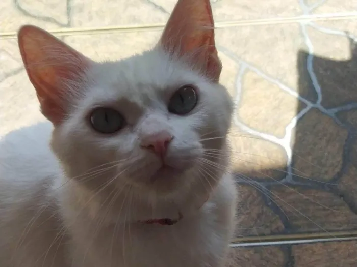 Gato ra a SRD-ViraLata idade 2 anos nome Nuvi