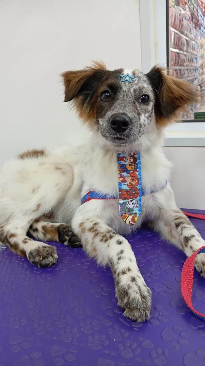 Cachorro ra a SRD-ViraLata idade 2 a 6 meses nome Pipoca 