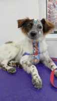 Pipoca